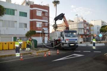 Parques y Jardines elimina en Salinetas el árbol que ensuciaba los recipientes de basura (Foto TA)